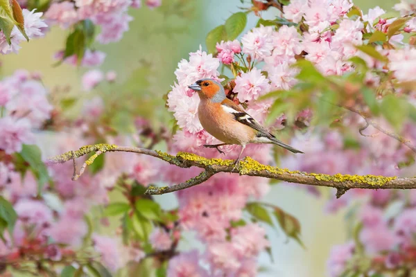 Burung Antara Cabang Berbunga Musim Semi Hewan — Stok Foto
