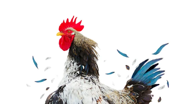 Haan Met Vliegende Veren Geïsoleerd Witte Achtergrond Dieren — Stockfoto