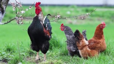 Horoz ve tavuklar çimenlerin üzerinde dikiliyorlar. Çiçek açan bir ağacın arka planında, çiftlikte.