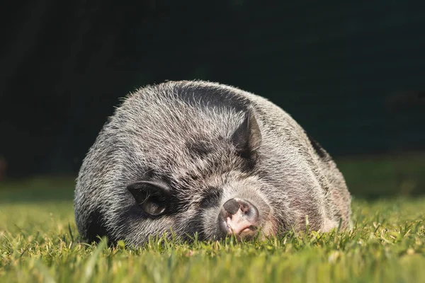 太った子豚は緑の芝生の上で寝て太りすぎ夢を見る — ストック写真