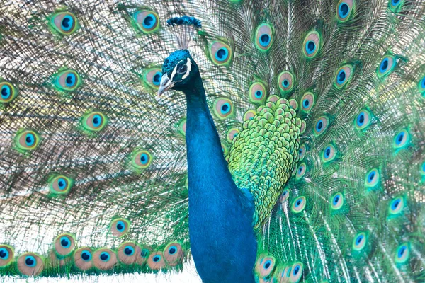 Павлин Пушистый Разноцветный Хвост Гордо Поднял Голову Райские Птицы — стоковое фото