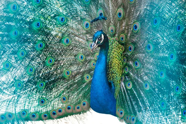 Páv Načechral Svůj Krásný Ocas Ptáci Ráje — Stock fotografie