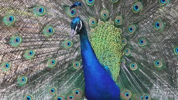 孔雀美丽地摇曳着五彩斑斓的尾巴 天堂鸟 — 图库视频影像