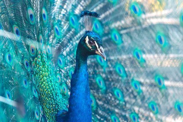Close Pavão Luffed Cauda Colorida Pássaros Paraíso — Fotografia de Stock