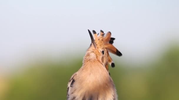 Hoopoe Burung Dengan Gaya Rambut Lucu Ternyata Kepalanya Sekitar Alam — Stok Video