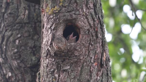 Bird Wryneck Feeding Chick Looking Out Hollow Wildlife — Stock Video