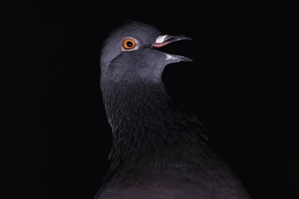 Kumru Karanlıkta Gülüyor Kuşlar — Stok fotoğraf