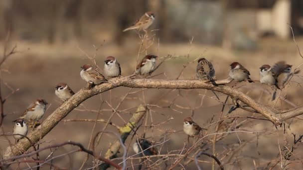 Sparrows Sit Row Branch Birds — Stock Video