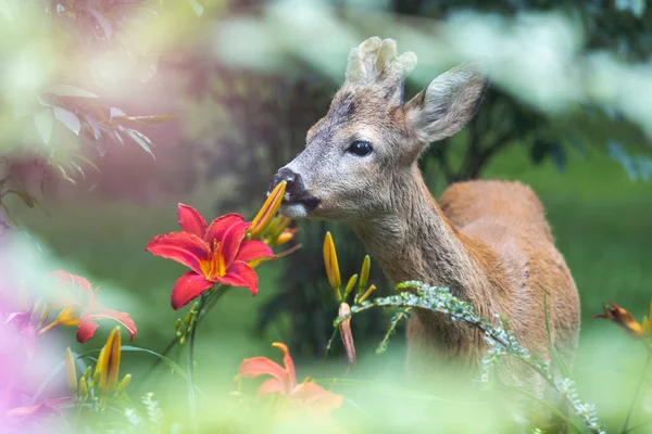 Roe Deer Eating Red Lilies City Park — Stock Photo, Image