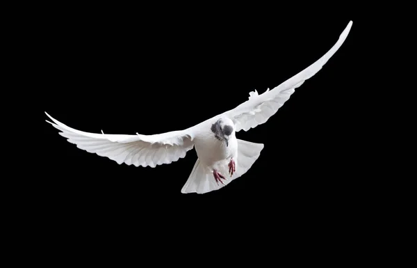White Dove Spread Its Wings Flies Black Background Sacred Bird — Stock Photo, Image