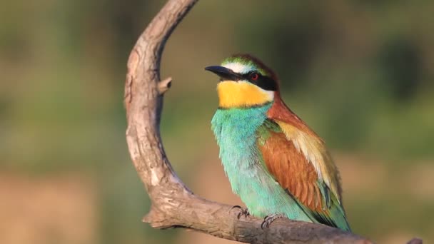 Hermoso Pájaro Colorido Sienta Una Rama Seca Animales — Vídeo de stock
