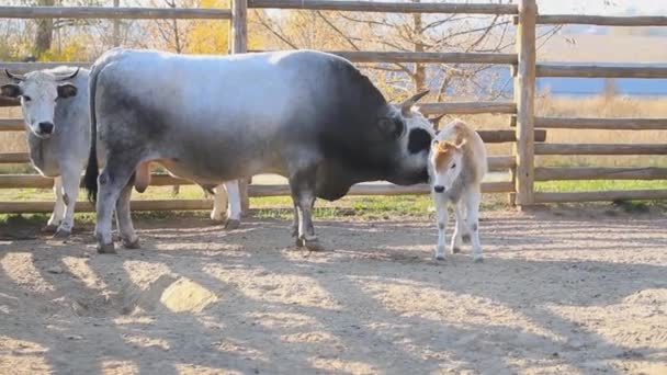 小さな子牛 動物がいる牛と牛の家族 — ストック動画
