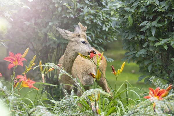 Beautiful Deer Red Lilies City Park People Wildlife — Stock Photo, Image