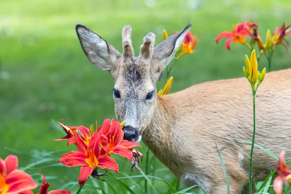Schöne Hirsche Und Rote Lilien Menschen Und Tiere — Stockfoto