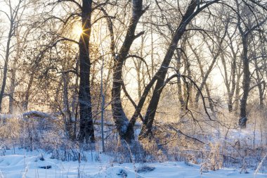 karla kaplı ağaçların üzerinde gün doğumu, karlı kış, manzara