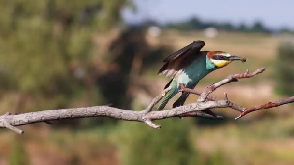 Όμορφο Πουλί Πετάει Και Κάθεται Ένα Ξηρό Κλαδί Άγρια Φύση — Αρχείο Βίντεο
