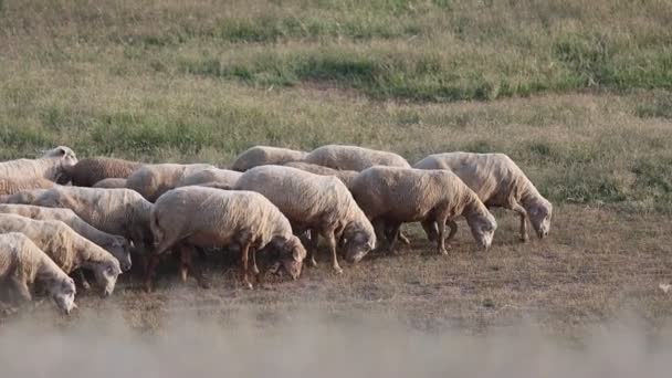 Koyun Sürüsü Tarlayı Çiftliği Yünü Dolduruyor — Stok video