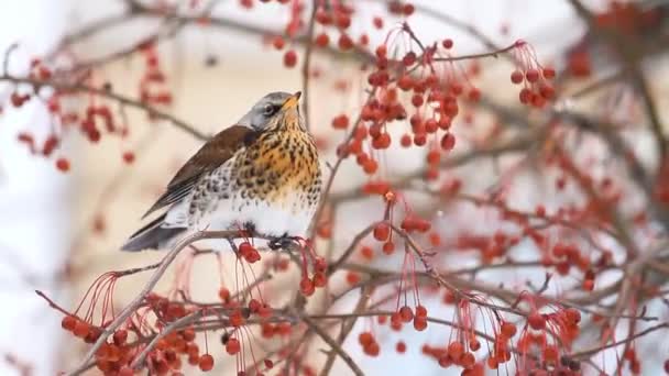 Fågel Vintern Äter Röda Bär Ett Träd Vild Natur — Stockvideo