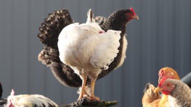 Güneşin güzel ışığındaki tavuklar tüylerini temizler, çiftliklerini