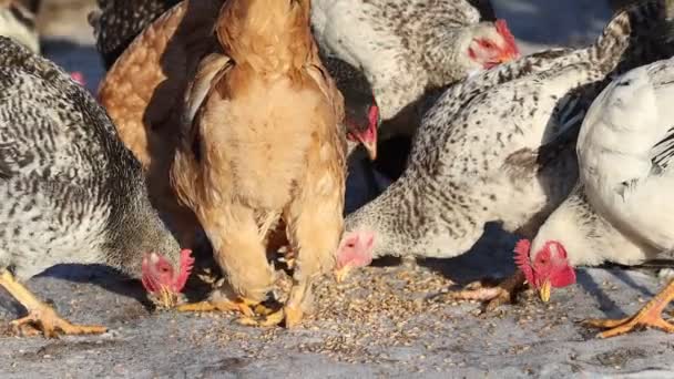 Chickens Eat Grain Slow Motion Farm — Stock Video