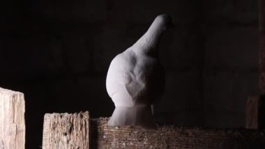 Beyaz güvercin karanlık bir odada, kutsal kuş