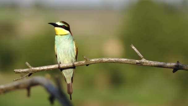 Paradiesvögel Sitzen Auf Einem Trockenen Ast Wilde Natur — Stockvideo