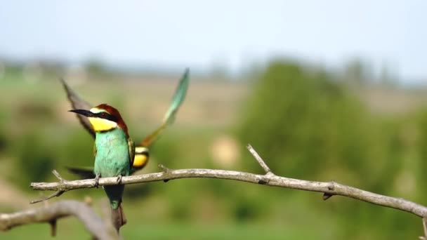 Paradiesvögel Sitzen Auf Einem Ast Zeitlupe Wilde Natur — Stockvideo