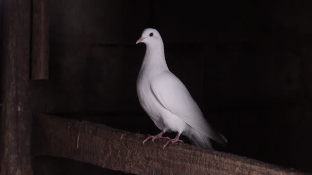 Pombo Branco Senta Quarto Escuro Pássaro Sagrado — Vídeo de Stock