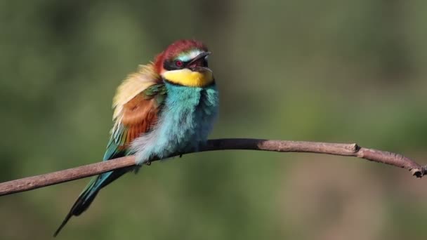 Όμορφα Χασμουρητά Πουλιών Που Κάθονται Ένα Κλαδί Άγρια Φύση — Αρχείο Βίντεο