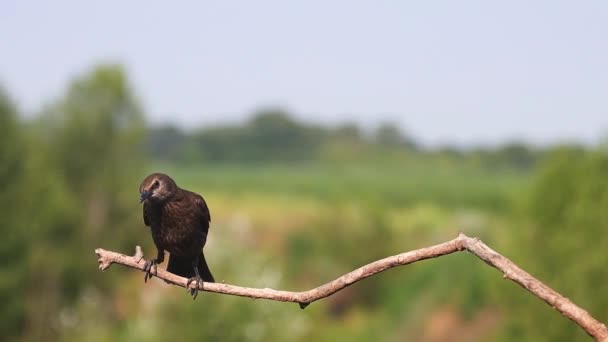 Starling Létá Sedí Větvi Divoká Příroda — Stock video
