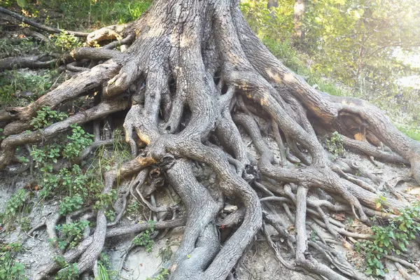 intertwined tree roots come to the surface, Power of nature