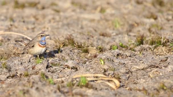 Pájaro Garganta Azul Corriendo Por Suelo Poder Naturaleza — Vídeos de Stock