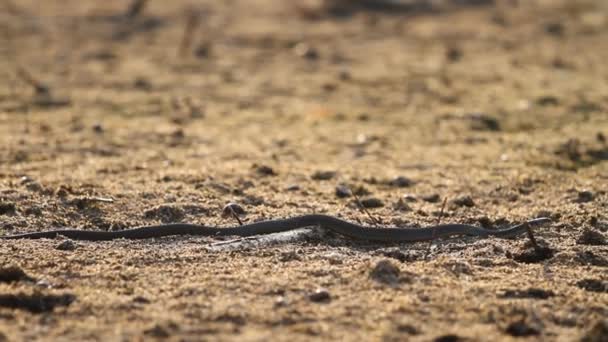 Serpiente Arrastra Tierra Seca Poder Naturaleza — Vídeos de Stock