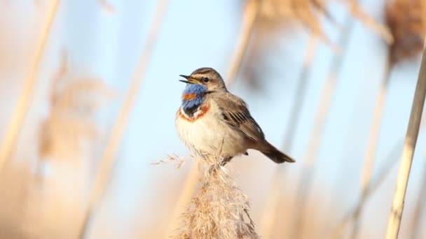 Wild Bird Bluethroat Sings Beautifully Sitting Reed Power Nature — Stock Video