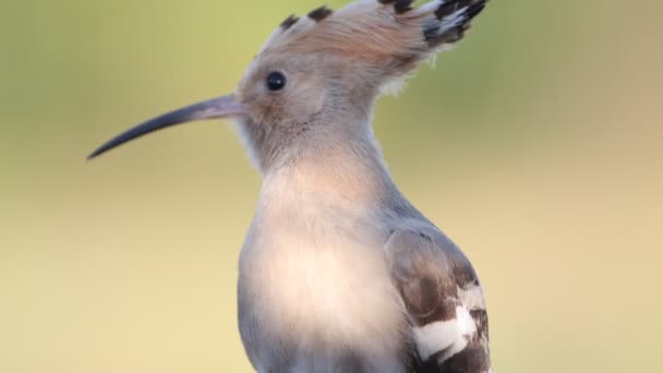 Hoopoe Close Portret Vogel Maakt Een Geluid Wilde Natuur — Stockvideo