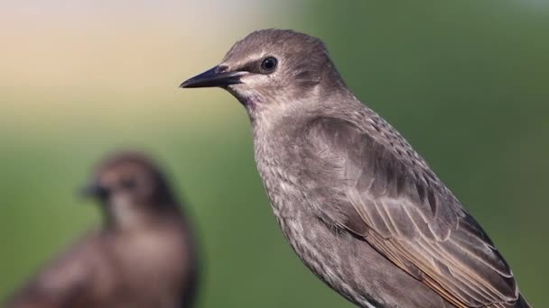 Amenazante Pájaro Mira Cámara Cámara Lenta Naturaleza Salvaje — Vídeos de Stock