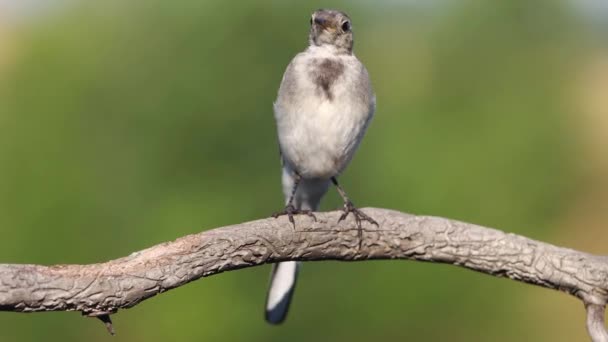Kleine Grijze Vogel Een Tak Kijkt Zenuwachtig Rond Wilde Natuur — Stockvideo