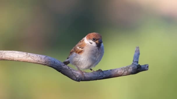 Wild Bird Sparrow Sitting Dry Branch Looking Wild Nature — Stock Video