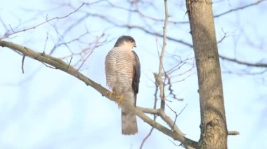 Bir dalda oturan Atmaca, vahşi doğa.