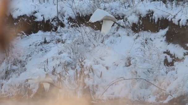 Witte Reigers Vliegen Slow Motion Een Winterrivier Wilde Natuur — Stockvideo