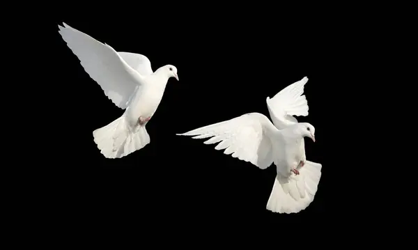 sacred bird in Islam, white dove in flight on a black background, religion, faith