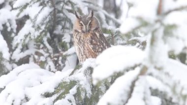 Bilge baykuş karlı bir ormanda oturuyor, yeni yıl, vahşi yaşam