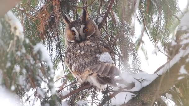 美丽的猫头鹰 栖息在雪地的森林里 野生动物 — 图库视频影像