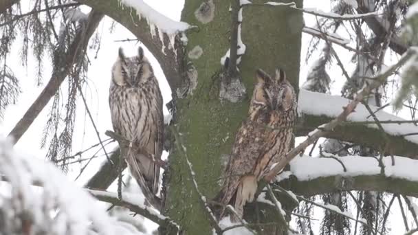Zwei Eulen Sitzen Einem Verschneiten Wald Neujahr Wildtiere — Stockvideo
