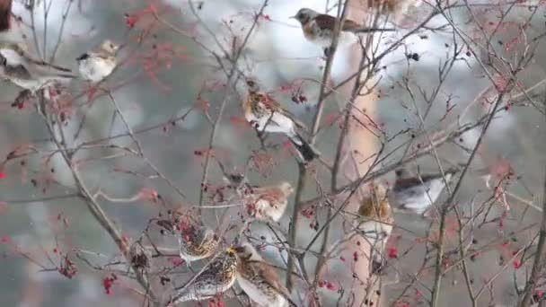 Vogels Eten Bessen Winter Veldkost Slow Motion Wilde Natuur — Stockvideo
