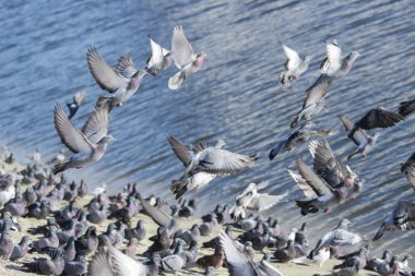 Bir kuş sürüsü havalanıyor, kutsal kuş.