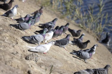 Güvercinler nehir kıyısında oturuyor, kutsal kuş.