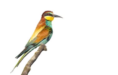 Güzel vahşi kuş, renkli tüyleriyle beyaz, vahşi doğada izole edilmiş.