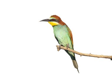 Beyaz, vahşi doğada izole edilmiş renkli tüyleri olan vahşi bir kuş.