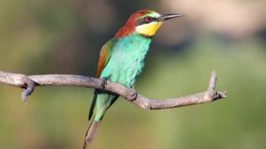 Renkli kuş, arı yiyici, bir dalda otururken şarkı söylüyor, vahşi doğa